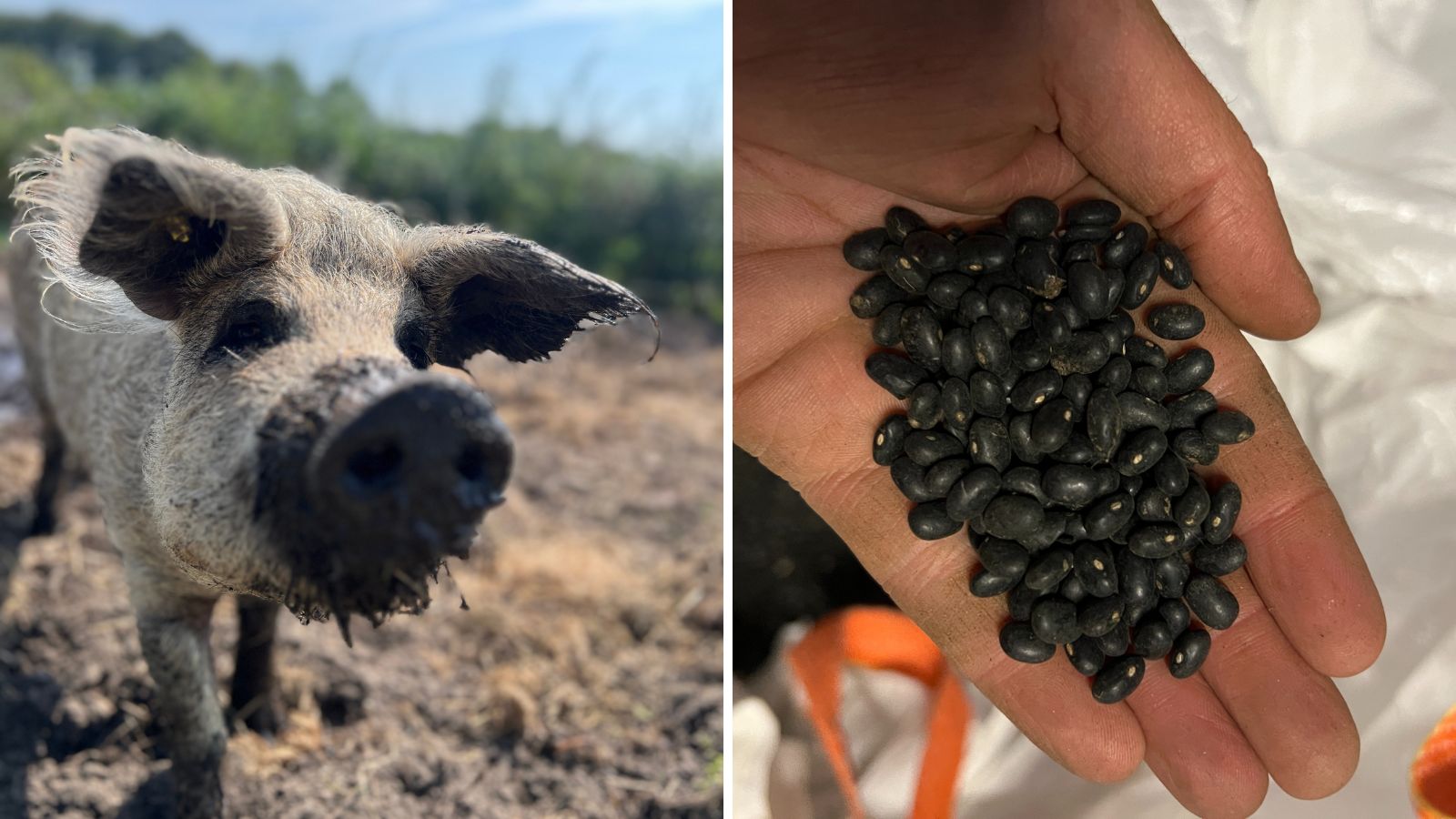 Er gebeurde van alles dit jaar. De varkens kwamen helpen. En eind november lukt het ondanks de extreme natheid in het voorjaar toch nog om 150 kilo zwarte bonen te oogsten.